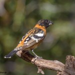 3632 Black-headed Grosbeak (Pheucticus melanocephalus), Sonoran Desert, Arizona