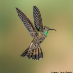 3633 Magnificant Hummingbird (Eugenes-fulgens), Sonoran Desert, Arizona