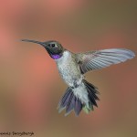 3635 Male Black-chinned Hummingbird (Archilochus alexandri), Sonoran Desert, Arizona