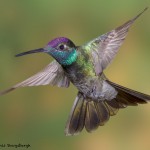 3638 Magnificent Hummingbird (Eugenes fulgaens), Sonoran Desert, Arizona
