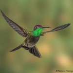 3641 Magnificent Hummingbird (Eugenes fulgens), Sonoran Desert, Arizona