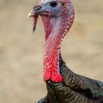 3643 Wild Turkey (Meleagris gallopavo), Sonoran Desert, Arizona