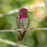 3645 Anna's Hummingbird (Calypte anna), Sonoran Desert, Arizona