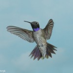 3652 Male Black-chinned Hummingbird (Archilochus alexandri), Sonoran Desert, Arizona