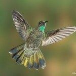 3654 Male Magnificent Hummingbird (Eugenes fulgens), Sonoran Desert, Arizona