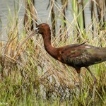 3665 Adult Breeding Glossy Ibis (Plegadis falcinellus), Anahuac NWR, Texas