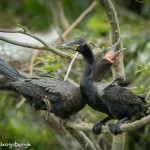 3666 Breeding Pair of Neotropic Cormorants ( Phalacrocorax brasilianus). High Island Rookery, Texas