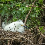 3668 Nesting Snowy Egret (Egretta thula). High Island Rookery, Texas