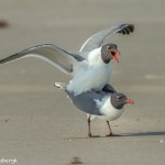 3679 Copulating Laughing Gulls, Bolivar Peninsula, Texas
