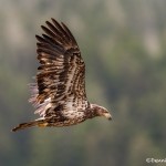 3684 Immature Bald Eagle, Alaska