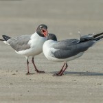 3685 Laughing Gulls Courtship Display, Bolivar Peninsula, Texas