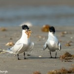 3687 Courting Ritual Sandwich Terns. Male Presents Food to Female. Bolivar Peninsula, Texas