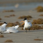 3688 'Kleptoparasitism' Sequence: Royal Tern Attempts Steal from Sandwich Tern Couple.