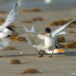 3689 'Kleptoparasitism' Sequence: Royal Terns Complete the Steal