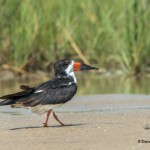 3697 Black Skimmer (Rynchops niger), Bolivar Peninsula, Texas