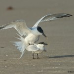 3699 Sandwich Terns Copulating, Bolivar Peninsula, Texas