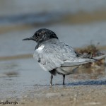 3702 Black Tern (Chlidonias niger), Bolivar Peninsula, Texas