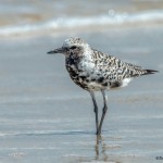 3706 Black-bellied Plover (Pluvialis squatarola), Bolivar Peninsula, Texas