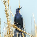 3708 Great-tailed Grackle (Quiscalus mexicanus), Anahuac NWR, Texas