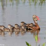 3727 Family of Black-bellied Whistling Ducks (Dendrocygna autumnalis), Anahuac NWR, Texas