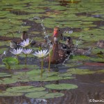 3732 Black-bellied Whistling Ducks (Dendrocygna autumnalis), Anahuac NWR, Texas