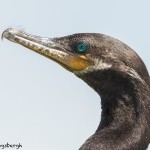 3733 Neotropic Cormorant (Phalacrocorax brasilianis), Anahuac NWR, Texas