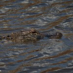 3735 Alligator, Anahuac NWR, Texas