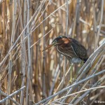 3736 Green Heron (Butorides virescens), Anahuac NWR, Texas