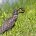 3737 Yellow-crowned Night Heron (Nyctanassa violacea), Anahuac NWR, Texas