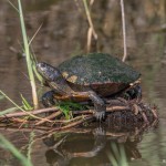 3745 Yellow-bellied Slider (Trachemys scripta), Anahuac NWR, Texas