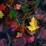 3778 Colored Leaves, Eagle Lake, Acadia NP, ME