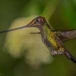 3818 Sword-billed Hummingbird (Ensifera ensifera), Guango Lodge, Ecuador