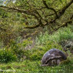3829 Galapagos Giant Tortise, Santa Cruz, Galapagos Islands