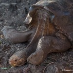 3832 Elderly Galapagos Giant Tortise, Santa Cruz Island, Galapagos