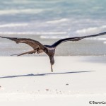 3834 Frigatebird Plucking Food from the Espanola Beach, Galapagos