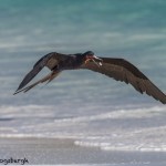 3835 Frigatebird, Espanola Island, Galapagos