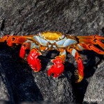 3837 Sally Lightfoot Crab (Graspus grapsus), Galapagos Islands