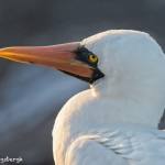 3841 Nazca Booby, Espanola Island, Galapagos