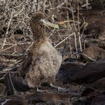 3842 Waved (Galapagos) Albatros (Phoebastria irrorata) Fledgling, Espanola Island, Galapagos