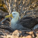 3843 Waved (Galapagos) Albatros (Phoebastria irrorata), Espanola Island, Galapagos