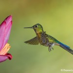 3848 Violet-tailed Sylph (Agaiocercus coelestis), Tandayapa Lodge, Ecuador