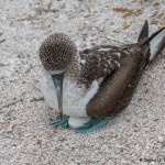 3854 Blue-footed Booby (Sula nebouxii), San Cristobal Island, Galapagos