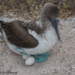 3856 Blue-footed Booby (Sula-nebouxii), San Cristobal Island, Galapagos