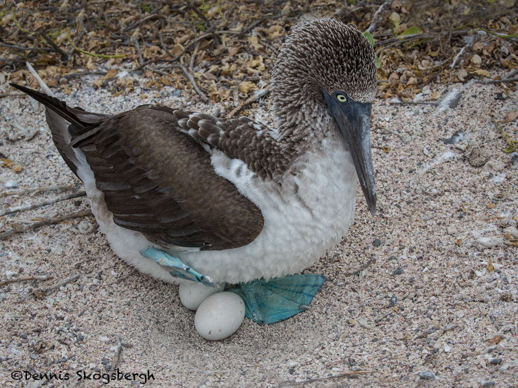 Blue Footed Booby Sula Nebouxii San Cristobal Island Galapagos | My XXX ...