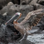 3857 Brown Pelican (Pelicanus occidentalis), San Cristobal Island, Galapagos