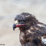 3859 Galapagos Hawk (Buteo galapagoensis), San Cristobal Island, Galapagos