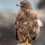 3866 Galapagos Hawk (Buteo galapagoensis), Santa FE Island, Galapagos