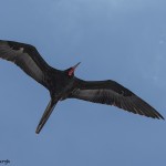 3867 Male Frigatebird (Fregata magnificens), Sante Fe Island, Galapogos