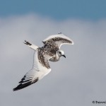 3872 Immature Swallow-tailed Gull (Creagrus furcatus), South Plaza Island, Galapagos