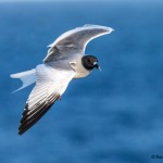 3874 Swallow-tailed Gull (Creagrus furcatus), South Plaza Island, Galapagos